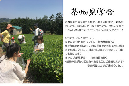 無農薬のお茶畑に遊びにきませんか~!? 無農薬のお茶畑に遊びにきませんか~!?