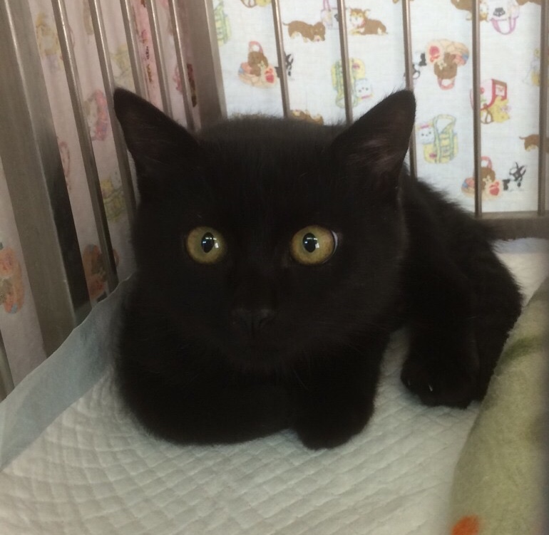 新しい飼い主さんを探す会inときわ屋 新しい飼い主さんを探す会inときわ屋