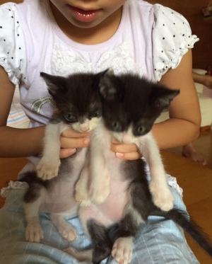 新しい飼い主さんを探す会inココロイロ 新しい飼い主さんを探す会inココロイロ