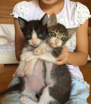 新しい飼い主さんを探す会inココロイロ 新しい飼い主さんを探す会inココロイロ