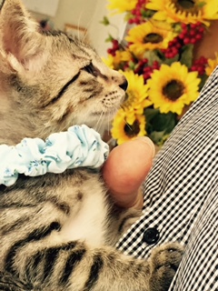 新しい飼い主さんを探す会&相談会inココロイロ 新しい飼い主さんを探す会&相談会inココロイロ