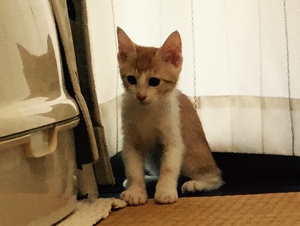 新しい飼い主さんを探す会&相談会inココロイロ 新しい飼い主さんを探す会&相談会inココロイロ