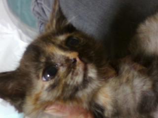 6月9日飼い主さん探し緊急開催!!