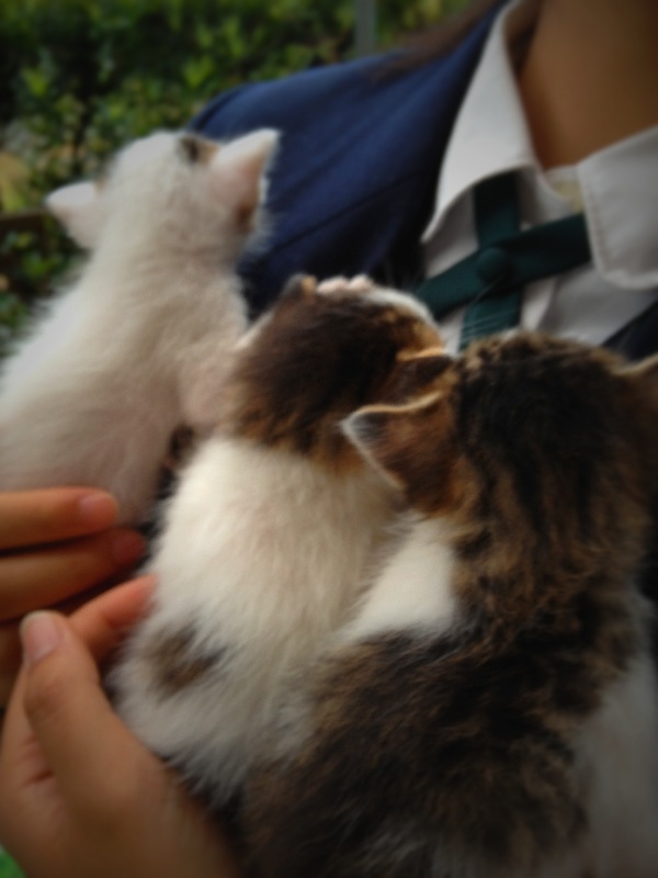 飼い主さんを探す会inオートリクシャーフェアー