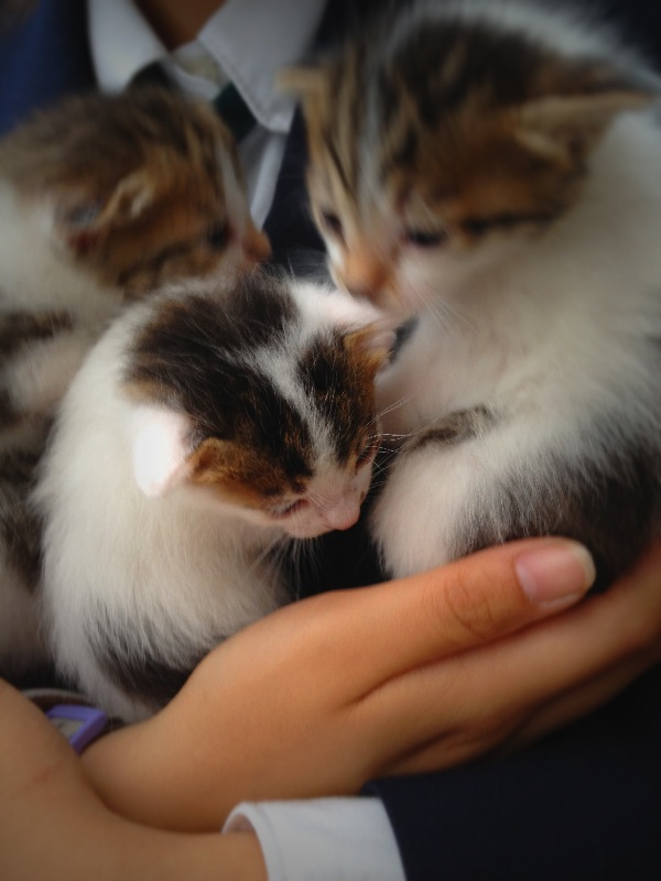 飼い主さんを探す会inオートリクシャーフェアー