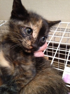 6月9日飼い主さん探し緊急開催!!
