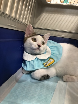 新しい飼い主さんを探す会inココロイロ 新しい飼い主さんを探す会inココロイロ