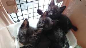 新しい飼い主さんを探す会inココロイロ 新しい飼い主さんを探す会inココロイロ