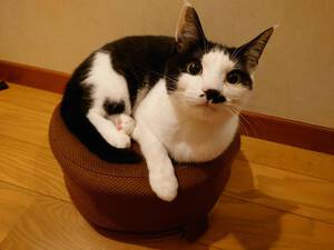 新しい飼い主さんを探す会inひまわり 新しい飼い主さんを探す会inひまわり