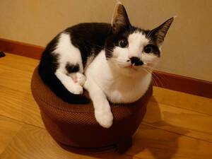 新しい飼い主さんを探す会inひまわり