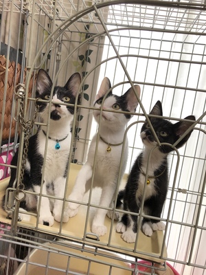 新しい飼い主さんを探す会inひまわり 新しい飼い主さんを探す会inひまわり