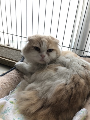 新しい飼い主さんを探す会inひまわり 新しい飼い主さんを探す会inひまわり