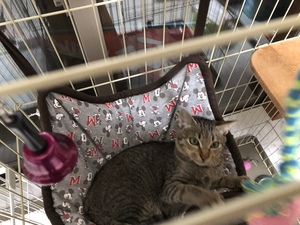 新しい飼い主さんを探す会inココロイロ 新しい飼い主さんを探す会inココロイロ