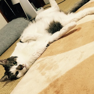 新しい飼い主さんを探す会inひまわり 新しい飼い主さんを探す会inひまわり