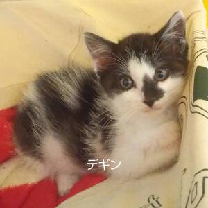 新しい飼い主さんを探す会inCカフェ 新しい飼い主さんを探す会inCカフェ