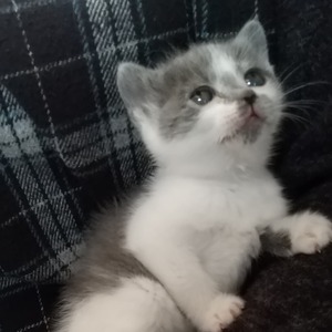 新しい飼い主さんを探す会inCカフェ 新しい飼い主さんを探す会inCカフェ