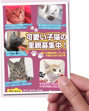 新しい飼い主さんを探す会inひまわり 新しい飼い主さんを探す会inひまわり