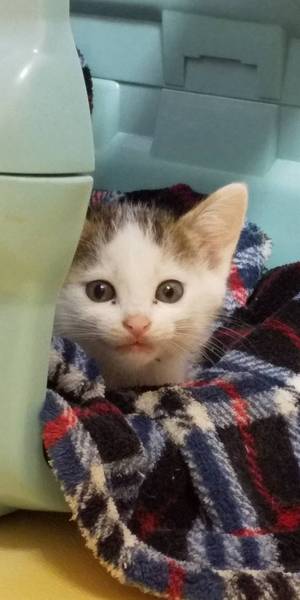 新しい飼い主さんを探す会inひまわり 新しい飼い主さんを探す会inひまわり