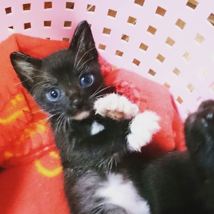 臨時の開催です。新しい飼い主さんを探す会inココロイロ 臨時の開催です。新しい飼い主さんを探す会inココロイロ