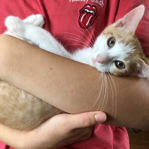 新しい飼い主さんを探す会inCカフェ 新しい飼い主さんを探す会inCカフェ