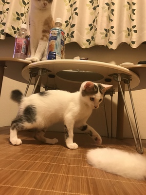 新しい飼い主さんを探す会inココロイロ 新しい飼い主さんを探す会inココロイロ