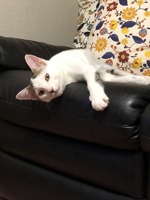 新しい飼い主さんを探す会inひまわり 新しい飼い主さんを探す会inひまわり
