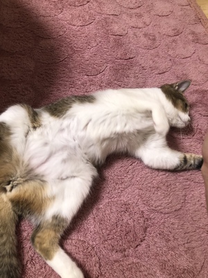 新しい飼い主さんを探す会inココロイロ 新しい飼い主さんを探す会inココロイロ