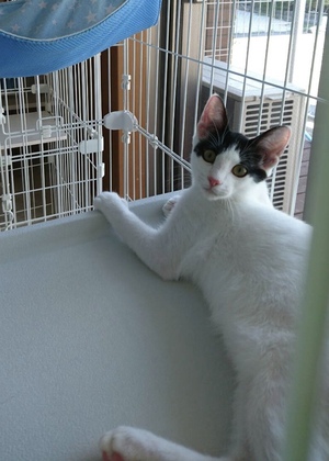 臨時の開催です。新しい飼い主さんを探す会inココロイロ 臨時の開催です。新しい飼い主さんを探す会inココロイロ