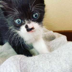 新しい飼い主さんを探す会inCカフェ 新しい飼い主さんを探す会inCカフェ