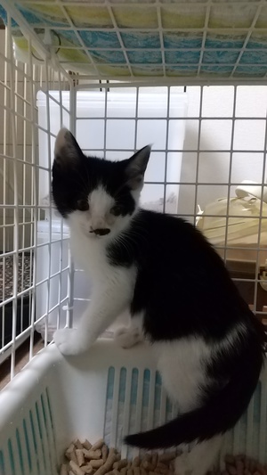 新しい飼い主さんを探す会inひまわり 新しい飼い主さんを探す会inひまわり