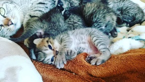 新しい飼い主さんを探す会inひまわり 新しい飼い主さんを探す会inひまわり