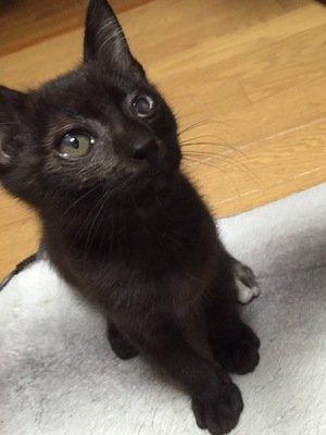 新しい飼い主さんを探す会inひまわり 新しい飼い主さんを探す会inひまわり