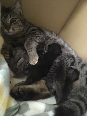 新しい飼い主さんを探す会inひまわり 新しい飼い主さんを探す会inひまわり