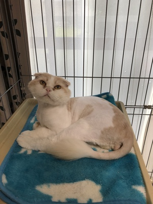 新しい飼い主さんを探す会inココロイロ 新しい飼い主さんを探す会inココロイロ