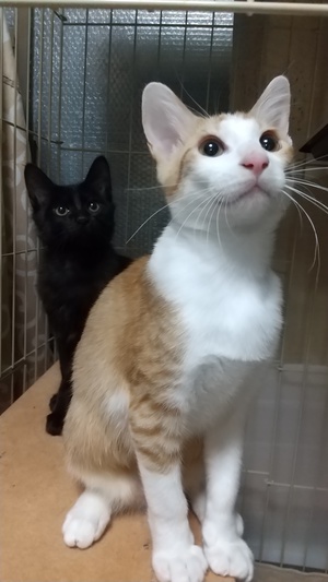 新しい飼い主さんを探す会inひまわり 新しい飼い主さんを探す会inひまわり