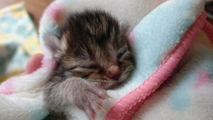 新しい飼い主さんを探す会inココロイロ 新しい飼い主さんを探す会inココロイロ