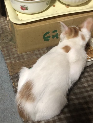 新しい飼い主さんを探す会i n ココロイロ 新しい飼い主さんを探す会i n ココロイロ