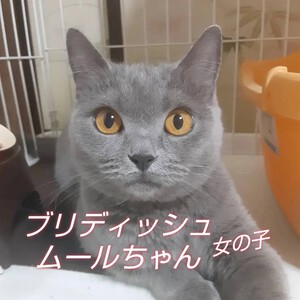 新しい飼い主さんを探す会inCカフェ 新しい飼い主さんを探す会inCカフェ