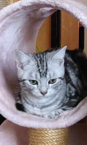 新しい飼い主さんを探す会inCカフェ 新しい飼い主さんを探す会inCカフェ