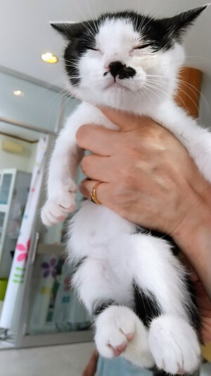 新しい飼い主さんを探す会inCカフェ 新しい飼い主さんを探す会inCカフェ