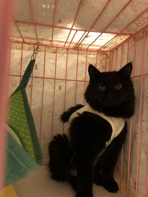 新しい飼い主さんを探す会i n ココロイロ 新しい飼い主さんを探す会i n ココロイロ