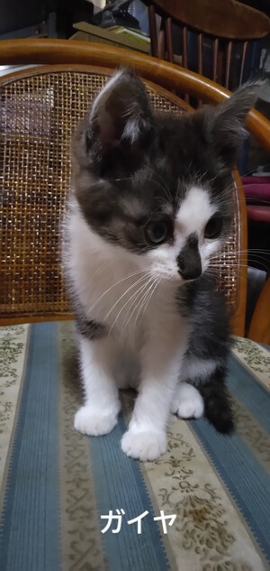 新しい飼い主さんを探す会inCカフェ 新しい飼い主さんを探す会inCカフェ