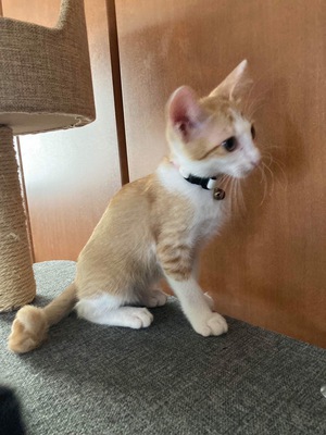 新しい飼い主さんを探す会inCカフェ 新しい飼い主さんを探す会inCカフェ