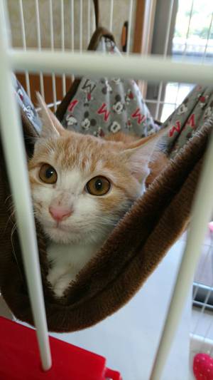 新しい飼い主さんを探す会inココロイロ 新しい飼い主さんを探す会inココロイロ
