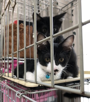新しい飼い主さんを探す会inココロイロ 新しい飼い主さんを探す会inココロイロ