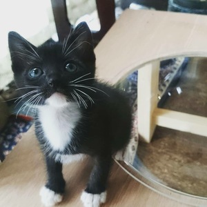 新しい飼い主さんを探す会inココロイロ 新しい飼い主さんを探す会inココロイロ