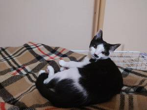 新しい飼い主さんを探す会inひまわり 新しい飼い主さんを探す会inひまわり