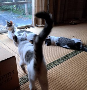 新春 新しい飼い主さんを探す会inひまわり 新春 新しい飼い主さんを探す会inひまわり