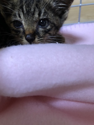 新しい飼い主さんを探す会inひまわり 新しい飼い主さんを探す会inひまわり