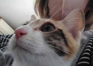 新しい飼い主さんを探す会inCカフェ 新しい飼い主さんを探す会inCカフェ